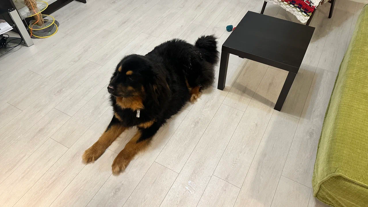 Пес сенбернар на ламинате Stone Floor